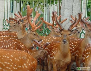 双阳梅花鹿商标