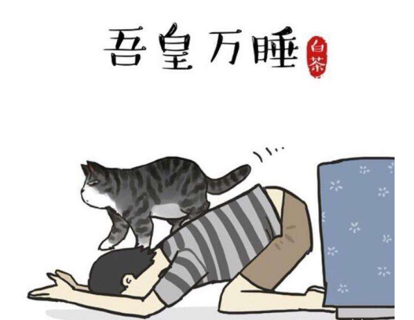 那只傲娇的猫……“吾皇万睡”商标被驳回复审了!