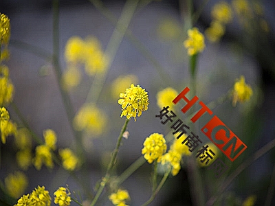 商标转让