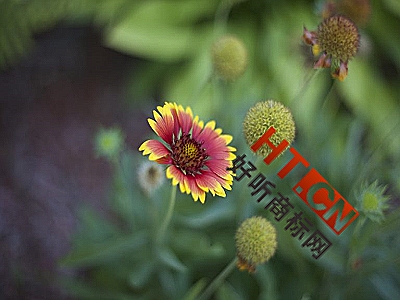 商标转让