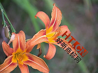 商标转让