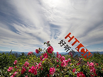 商标转让