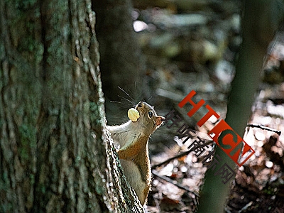 商标转让
