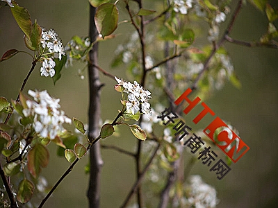 商标转让