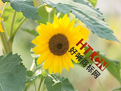 商标转让