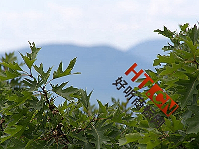 商标转让