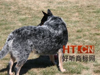 商标转让.jpg 商标转让