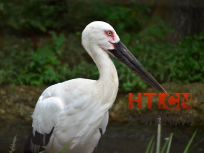 商标转让.jpg 商标转让