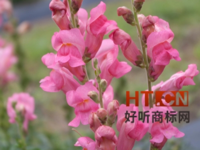 商标转让.jpg 商标转让