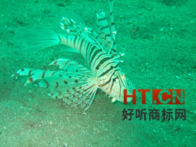 商标转让.jpg 商标转让