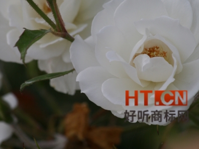 商标转让.jpg 商标转让