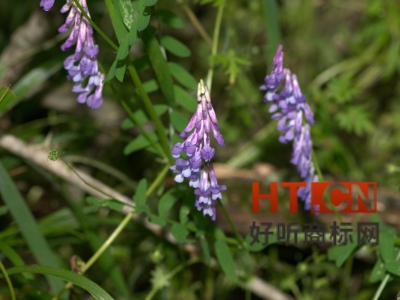 商标转让.jpg 商标转让