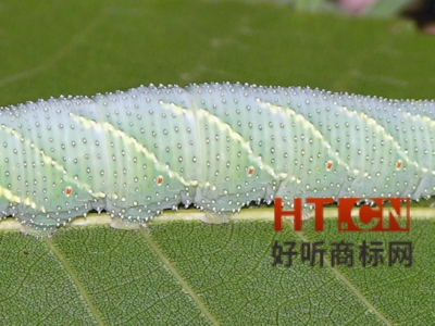 商标转让.jpg 商标转让