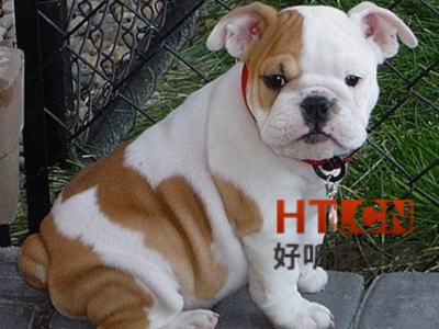 商标转让.jpg 商标转让