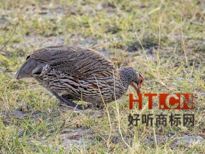 商标转让.jpg 商标转让