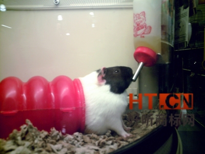 商标转让.jpg 商标转让