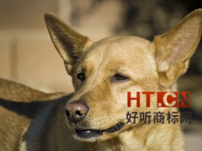 商标转让.jpg 商标转让