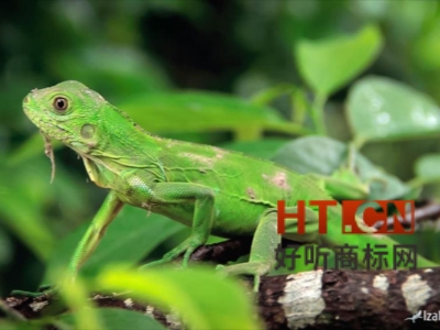 商标转让.jpg 商标转让