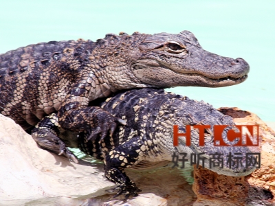 商标转让.jpg 商标转让