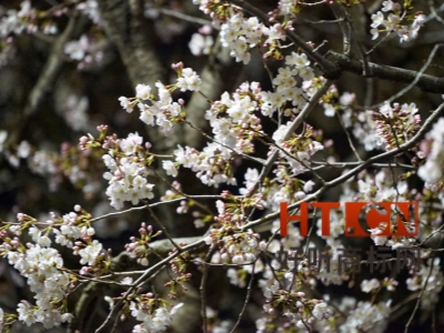 商标转让.jpg 商标转让