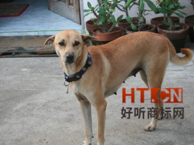 商标转让.jpg 商标转让