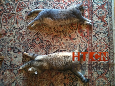 商标转让.jpg 商标转让