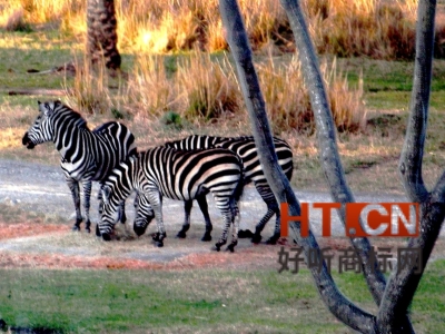 商标转让.jpg 商标转让