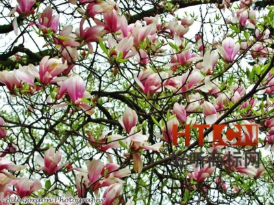 商标转让.jpg 商标转让