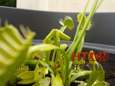 商标转让.jpg 商标转让