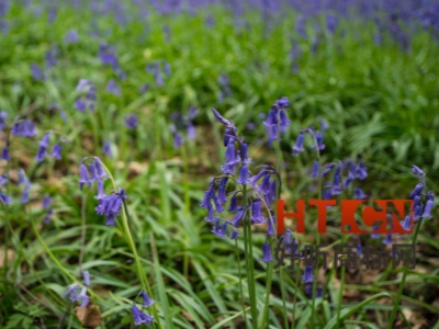 商标转让.jpg 商标转让