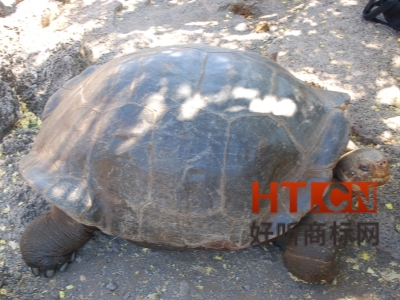 商标转让.jpg 商标转让