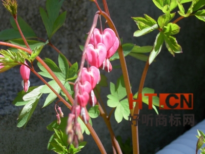 商标转让.jpg 商标转让