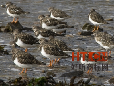 商标转让.jpg 商标转让