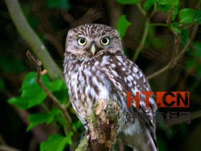 商标转让.jpg 商标转让