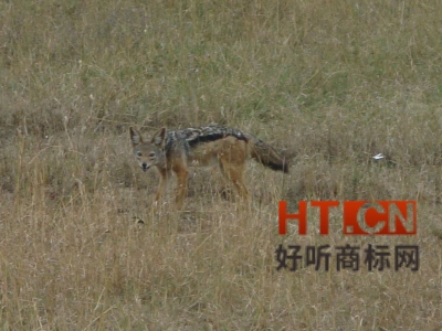 商标转让.jpg 商标转让