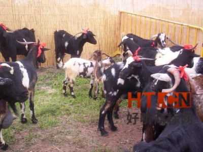 商标转让.jpg 商标转让