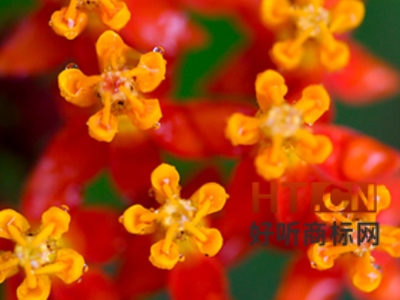 商标转让.jpg 商标转让