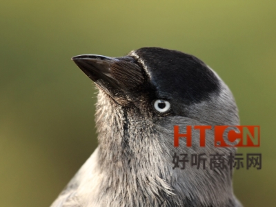 商标转让.jpg 商标转让