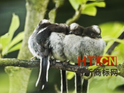 商标转让.jpg 商标转让