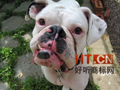 商标转让.jpg 商标转让