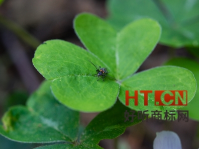 商标转让.jpg 商标转让