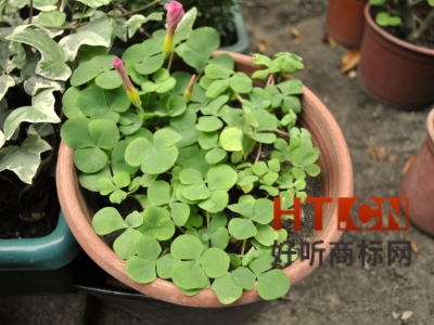 商标转让.jpg 商标转让