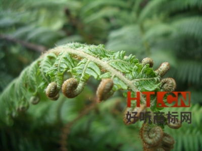 商标转让.jpg 商标转让