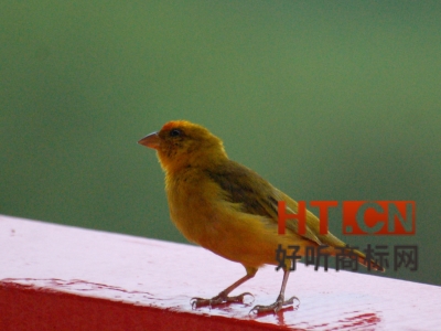 商标转让.jpg 商标转让