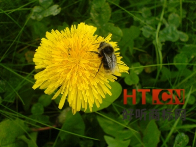 商标转让.jpg 商标转让