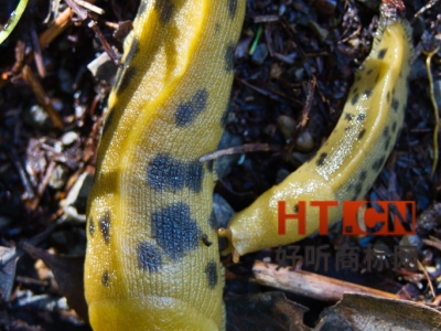 商标转让.jpg 商标转让