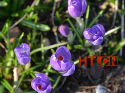 商标转让.jpg 商标转让