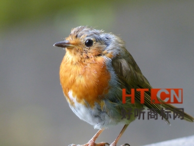 商标转让.jpg 商标转让