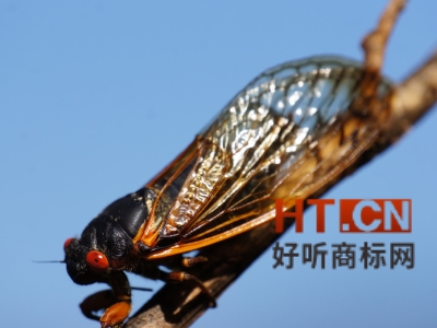 商标转让.jpg 商标转让