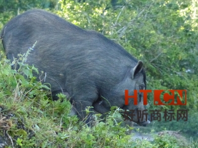 商标转让.jpg 商标转让